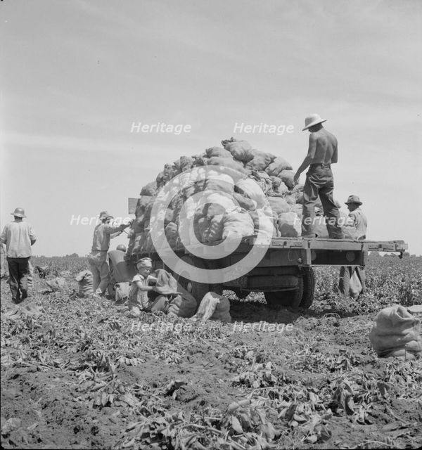 Truck being loaded as it goes down the rows, Shafter, California, 1937. Creator: Dorothea Lange.