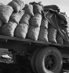 Truck loaded with potato seed, Kern County, California, 1939. Creator: Dorothea Lange