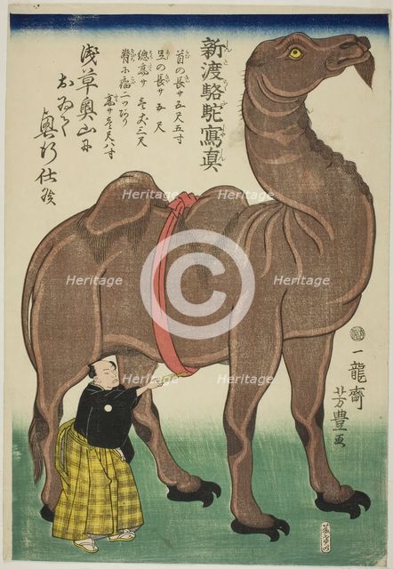 True Drawing of a Newly Arrived Camel (Shinto rakuda shashin), 1863. Creator: Utagawa Yoshitoyo.