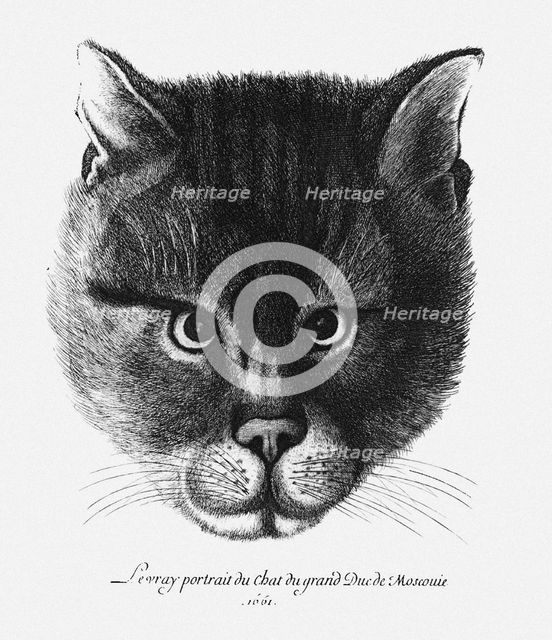 True picture of the Cat of the Tsar Alexis I Mikhailovich of Russia. Artist: Hollar, Wenceslaus (1607-1677)