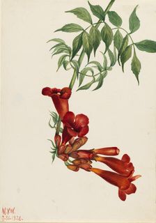 Trumpet Creeper (Bignonia radicans), 1926. Creator: Mary Vaux Walcott