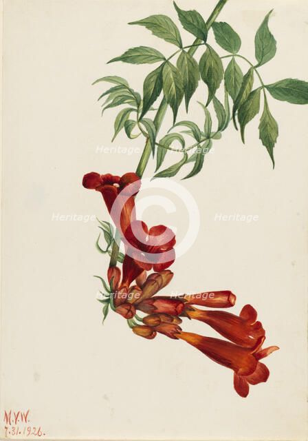Trumpet Creeper (Bignonia radicans), 1926. Creator: Mary Vaux Walcott.