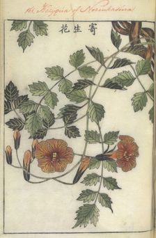 Trumpet flower, 1750-1765. Creator: Shimada Mitsufusa