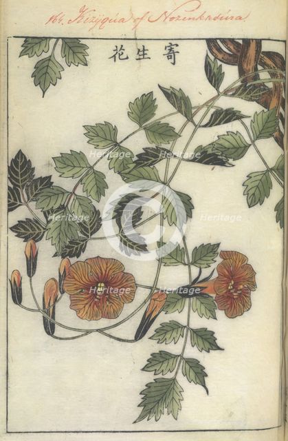 Trumpet flower, 1750-1765.   Creator: Shimada Mitsufusa.
