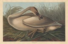 Trumpeter Swan, 1837. Creator: Robert Havell