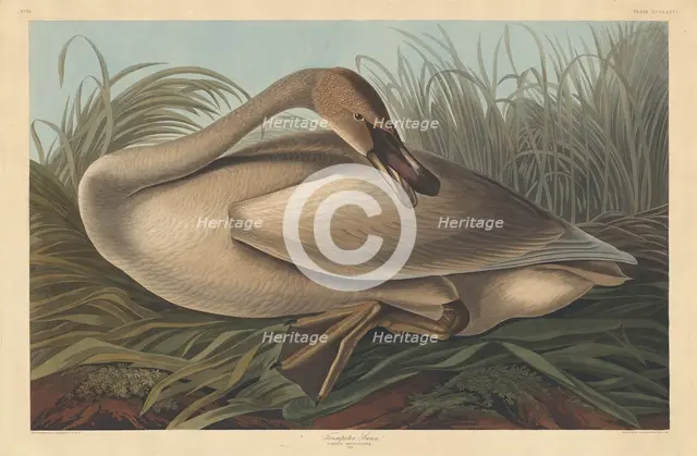 Trumpeter Swan, 1837. Creator: Robert Havell.