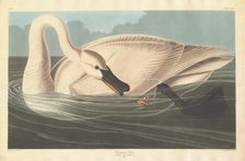 Trumpeter Swan, 1838. Creator: Robert Havell