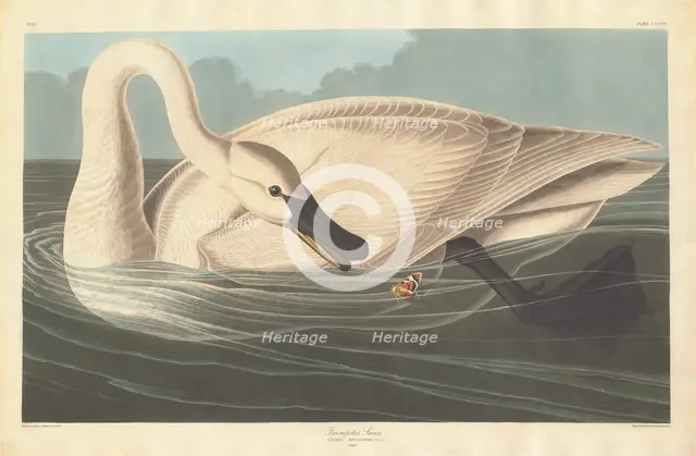 Trumpeter Swan, 1838. Creator: Robert Havell.