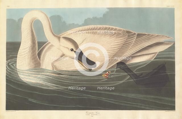 Trumpeter Swan, 1838. Creator: Robert Havell.