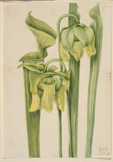 Trumpetleaf (Sarracenia flava), 1920. Creator: Mary Vaux Walcott