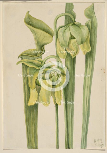 Trumpetleaf (Sarracenia flava), 1920. Creator: Mary Vaux Walcott.