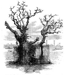 Trunk of an Aged Sycamore in the Temple Gardens, 1858. Creator: Unknown