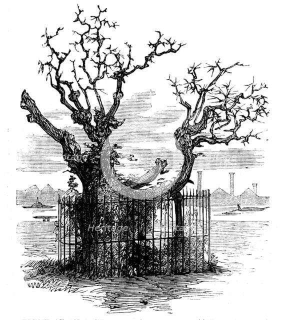 Trunk of an Aged Sycamore in the Temple Gardens, 1858. Creator: Unknown.