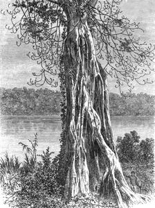'Trunk of the ovounchua, a species of "Ticus"; The Gaboon. 1875. Creator: Unknown