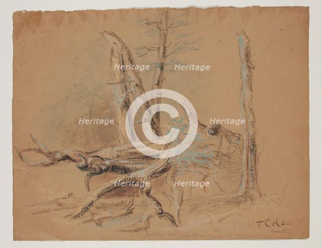 Trunks of Trees and Foliage, between 1820 and 1848. Creator: Thomas Cole.