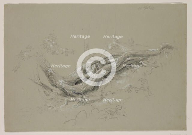 Trunks of Trees, between 1840 and 1845. Creator: Thomas Cole.