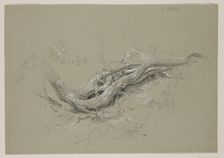 Trunks of Trees, between 1840 and 1845. Creator: Thomas Cole