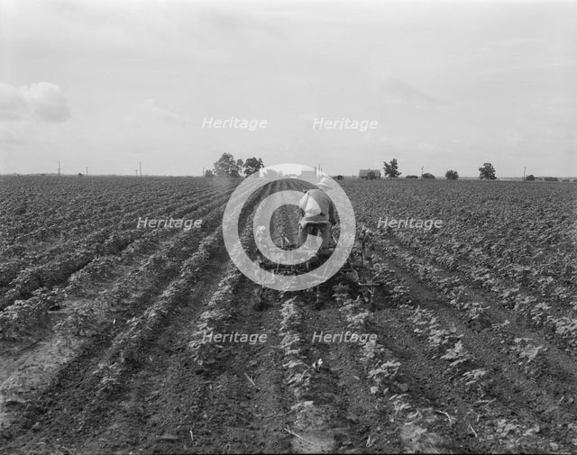 Tractor in cotton, near Corsicana, Texas, 1937. Creator: Dorothea Lange.