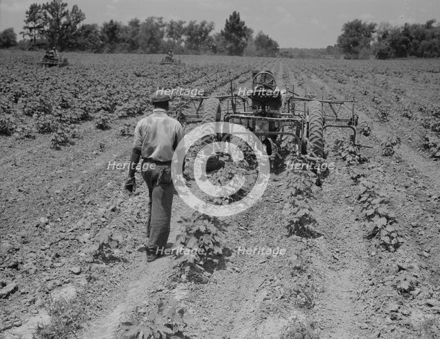 Tractor operator on the Aldridge Plantation near Leland Mississippi, 1937. Creator: Dorothea Lange.