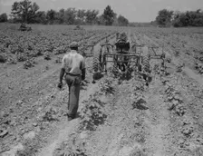 Tractor operator on the Aldridge Plantation near Leland Mississippi, 1937. Creator: Dorothea Lange