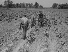 Tractor operator on the Aldridge Plantation near Leland Mississippi, 1937. Creator: Dorothea Lange