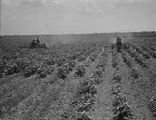 Tractors cultivating cotton, Aldridge Plantation, near Leland, Mississippi, 1937. Creator: Dorothea Lange