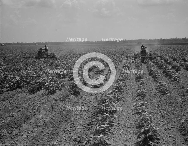 Tractors cultivating cotton, Aldridge Plantation, near Leland, Mississippi, 1937. Creator: Dorothea Lange.