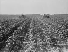 Tractors on Lake Dick project, Arkansas, 1938. Creator: Dorothea Lange