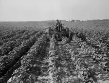 Tractors on Lake Dick project, Arkansas, 1938. Creator: Dorothea Lange