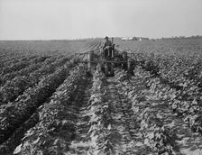 Tractors on Lake Dick project, Arkansas, 1938. Creator: Dorothea Lange
