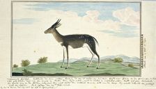 Tragelaphus scriptus (Bushbuck), 1778. Creator: Robert Jacob Gordon
