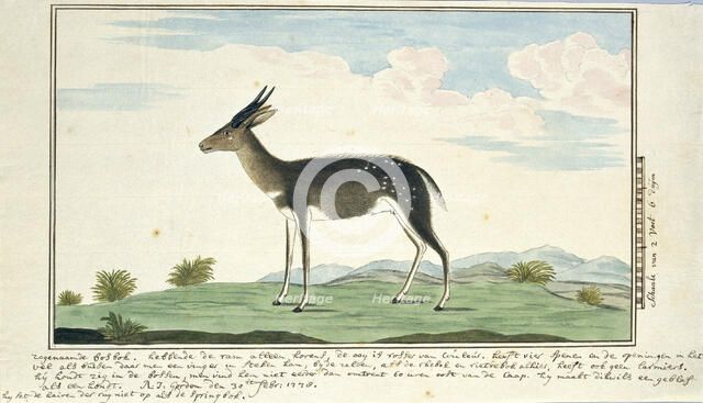 Tragelaphus scriptus (Bushbuck), 1778. Creator: Robert Jacob Gordon.