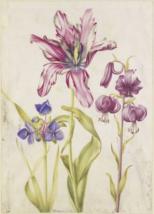 Tradescantia, tulip, Turk's cap lily, 17th century. Creator: N Robb