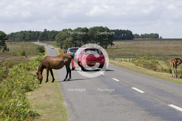 Traffic avoiding Ponies on road in the New Forest