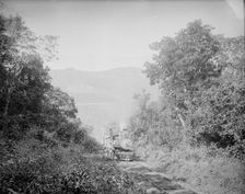 Train in Cafetal of Temasopa [sic], between 1880 and 1897. Creator: William H. Jackson