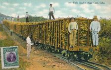 Train Load of Sugar Cane, Cuba 1911