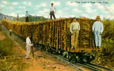 Train Load of Sugar Cane, Cuba c1910s. Creator: Unknown