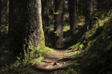 Trail Addiction. Creator: Joshua Johnston