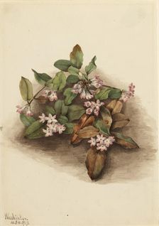 Trailing Arbutus (Epigaea repens), 1917. Creator: Mary Vaux Walcott