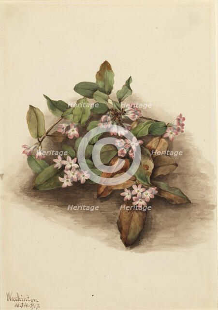 Trailing Arbutus (Epigaea repens), 1917. Creator: Mary Vaux Walcott.