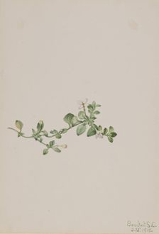 Trailing Houstonia (Houstonia procumbens), 1918. Creator: Mary Vaux Walcott