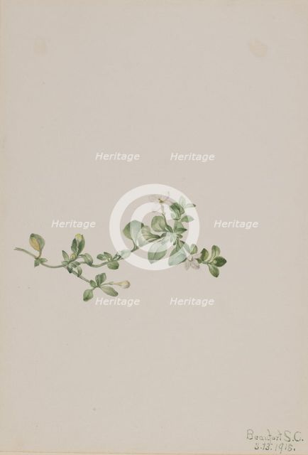 Trailing Houstonia (Houstonia procumbens), 1918. Creator: Mary Vaux Walcott.
