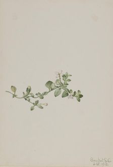 Trailing Houstonia (Houstonia procumbens), 1918. Creator: Mary Vaux Walcott