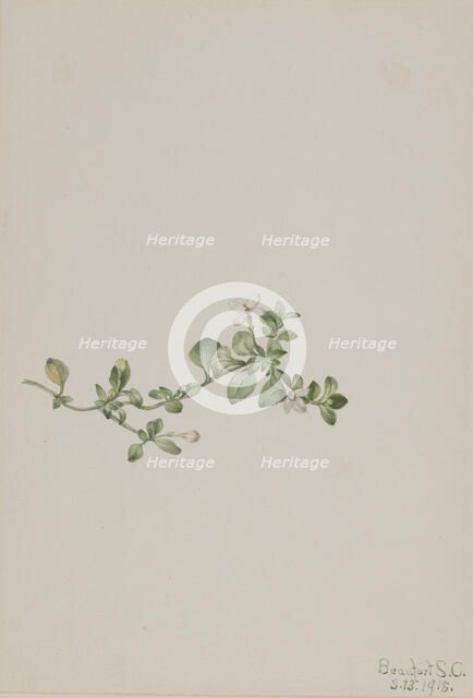 Trailing Houstonia (Houstonia procumbens), 1918. Creator: Mary Vaux Walcott.