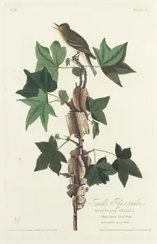 Traill's Flycatcher, 1828. Creator: Robert Havell