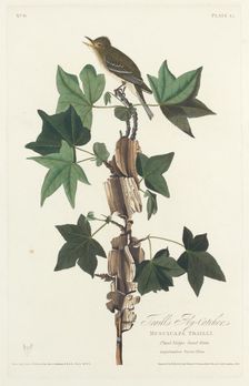 Traill's Flycatcher, 1828. Creator: Robert Havell