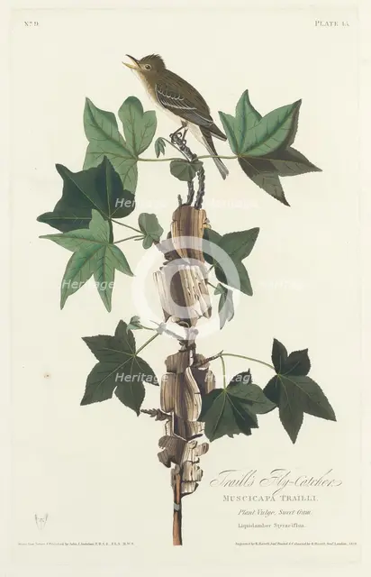 Traill's Flycatcher, 1828. Creator: Robert Havell.