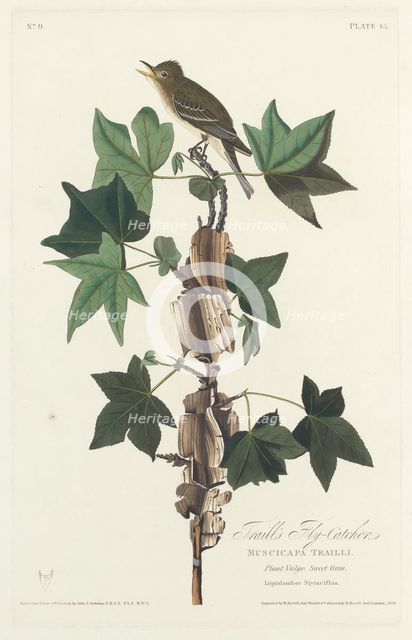 Traill's Flycatcher, 1828. Creator: Robert Havell.