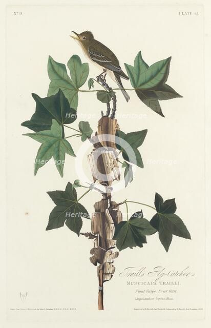 Traill's Flycatcher, 1828. Creator: Robert Havell.