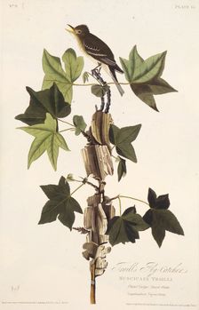Traill's flycatcher. From "The Birds of America", 1827-1838. Creator: Audubon, John James (1785-1851)